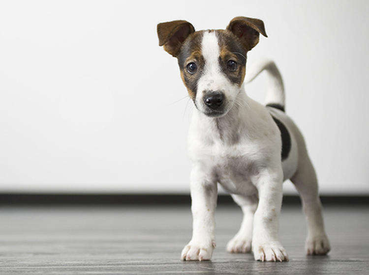o que saber antes de adotar um cachorro? - animais que sofreram abandono ou maus tratos sao mais agressivos