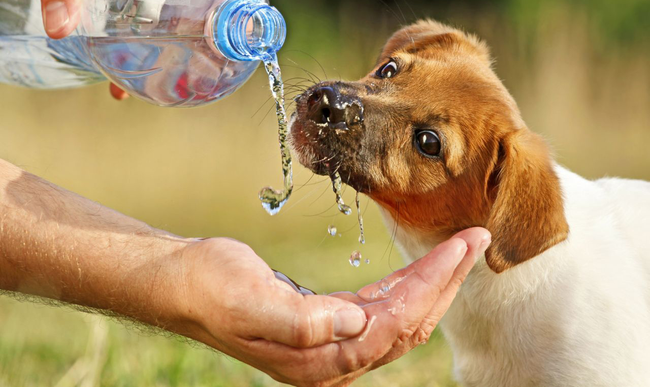 Cachorro tomando água